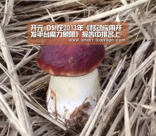 开元_DSI在2013年《移动应用开发平台魔力象限》报告中排名上升